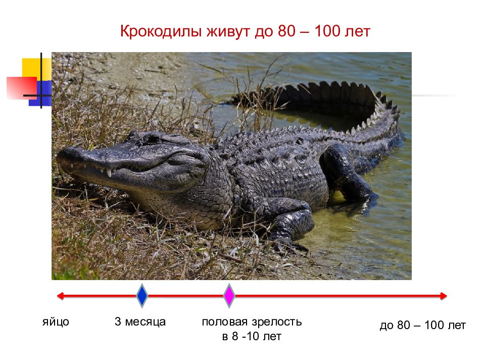 Презентация периодизация и продолжительность жизни животных 7 класс презентация