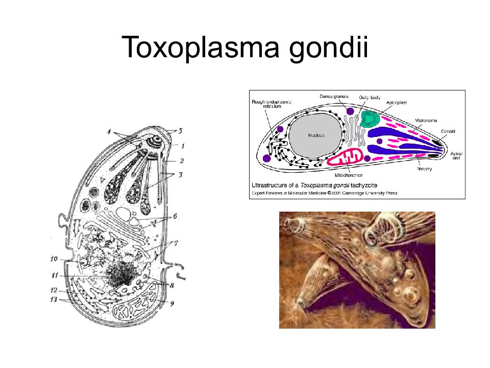 Toxoplasma gondii. Токсоплазма гондии Тип. Токсоплазма гондии строение. Деление токсоплазмы. Морфологическое строение токсоплазмы.