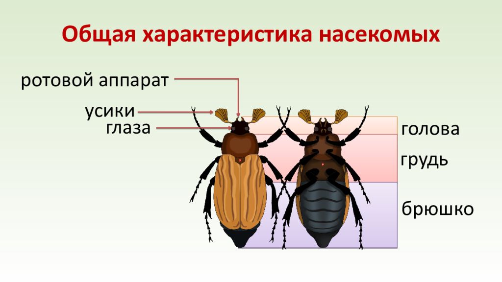 Характеристика насекомых. Общая характеристика насекомых. Строение тела насекомых для детей. Строение жука для детей. Общие особенности насекомых.