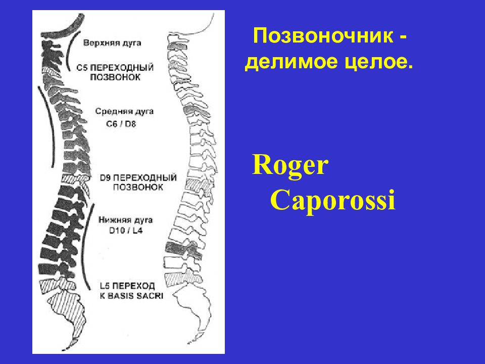 Презентация про позвоночник