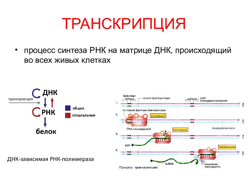 Процессы синтеза в живых клетках презентация 11 класс пономарева