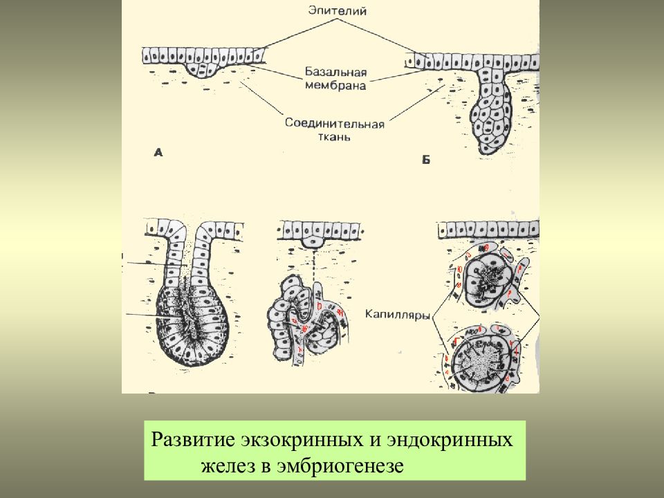 Железистый эпителий. Инкреторный эпителий. Эндокринные железы эпителий. Железистый эпителий эндокринные железы. Развитие эндокринных и экзокринных желез.