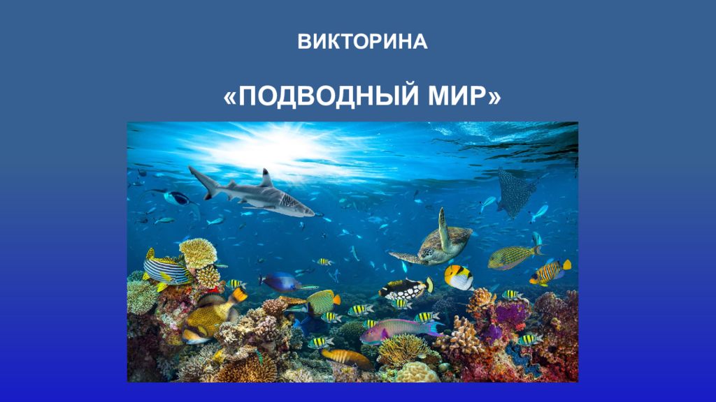 Презентация морские обитатели старшая группа