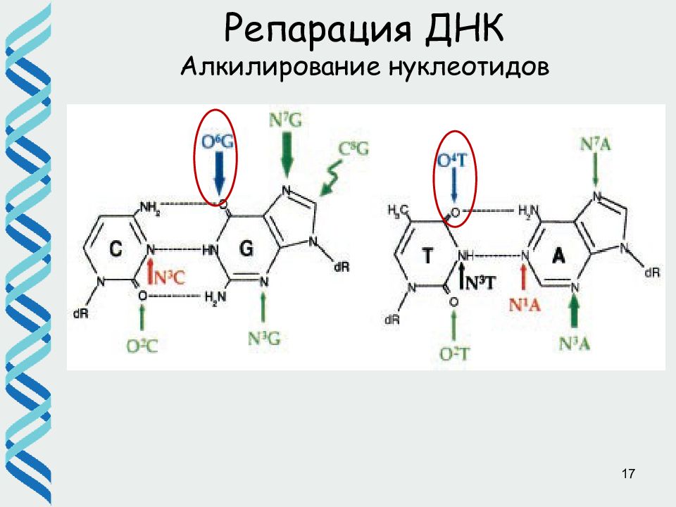 Алкилирование днк. Репарация алкилированных оснований. Репарация о6-алкилированного гуанина. 6 оснований днк. Днк для презентации.