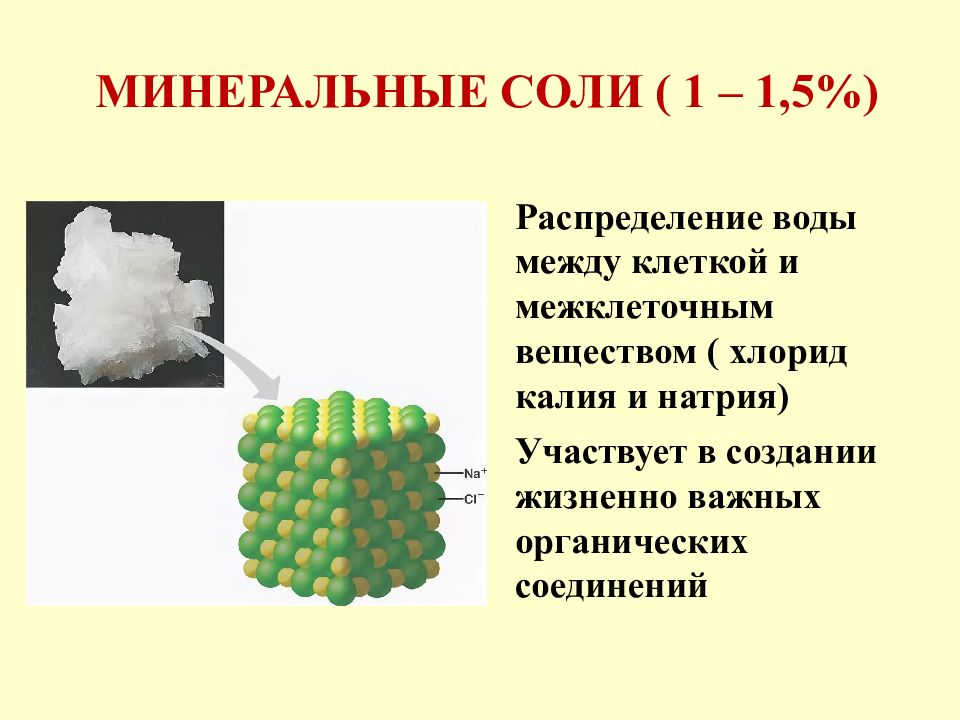 Минеральные соли строение. Минеральные соли в клетке строение. минеральные соли в клетке химическое строение. минеральные соли состав и строение. человеческий мозг картинки и строение.