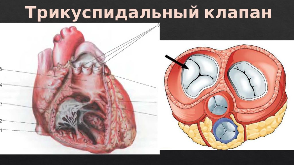 Клапаны сердца рисунок. Трикуспидальный клапан это трехстворчатый. Трикуспидальный клапан анатомия. Анатомия створок трикуспидального клапана. Трикуспидальный клапан сердца.