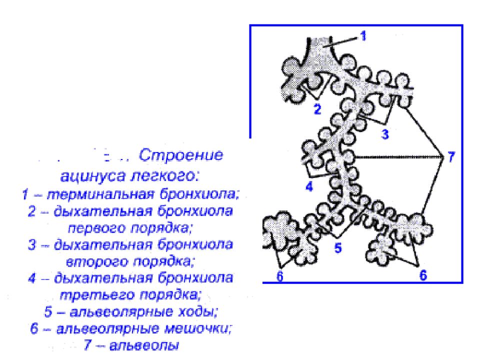 Схема строения ацинуса