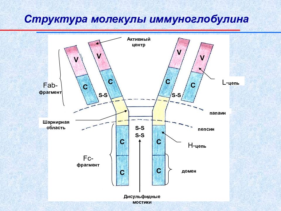 Презентация иммуноглобулины микробиология