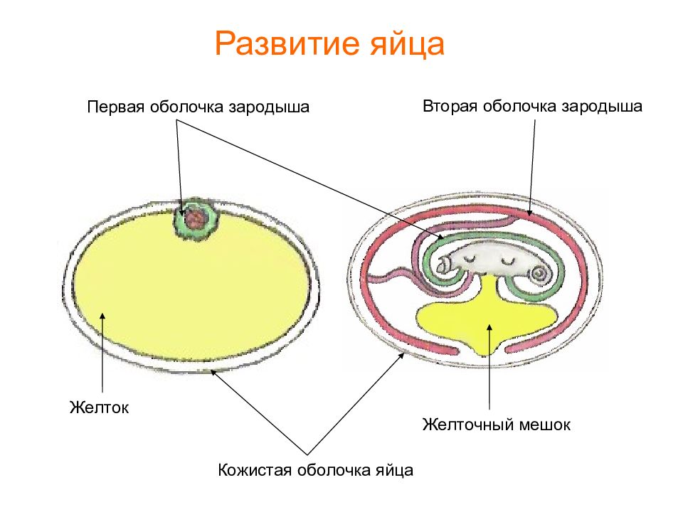 Строение яйца зародыша. Строение яйца рептилий. Строение яйца пресмыкающихся. Яйцо рептилии схема. Яйцо пресмыкающегося строение.