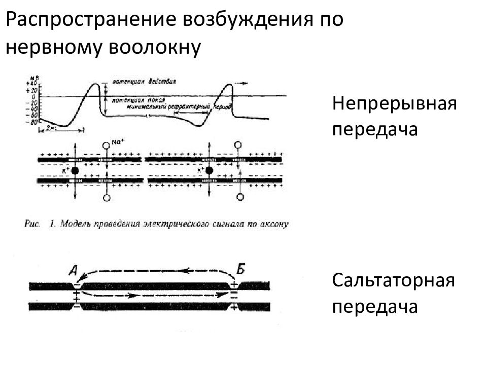 Проведение распространение. Распространение возбуждения в миелиновых нервных волокнах. Сальтаторный Тип передачи импульса. Сальтаторный механизм проведения возбуждения. Способы проведения возбуждения по нервным волокнам.