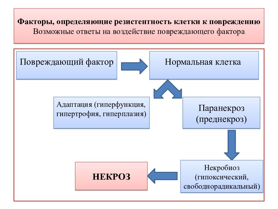 Клеточные факторы. Факторы повреждения клетки. Факторы определяющие резистентность. Факторы определяющие устойчивость клетки к повреждению. Резистентность клеток.