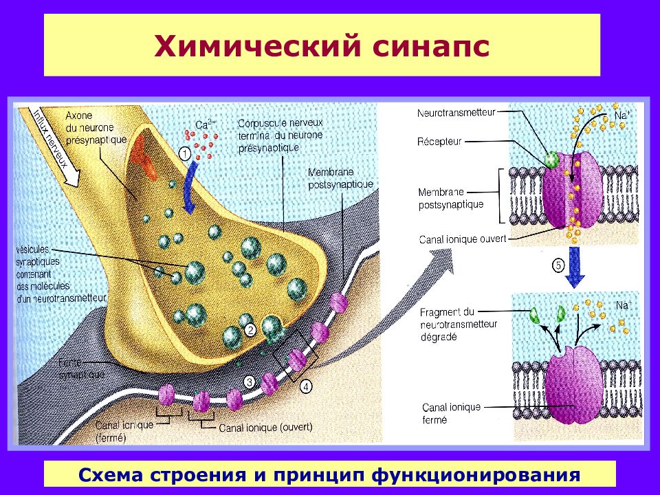 Строение и функции холинергического синапса. Функции химического синапса. Строение химического синапса. Функции синапса кратко. Строение химического синапса рисунок.