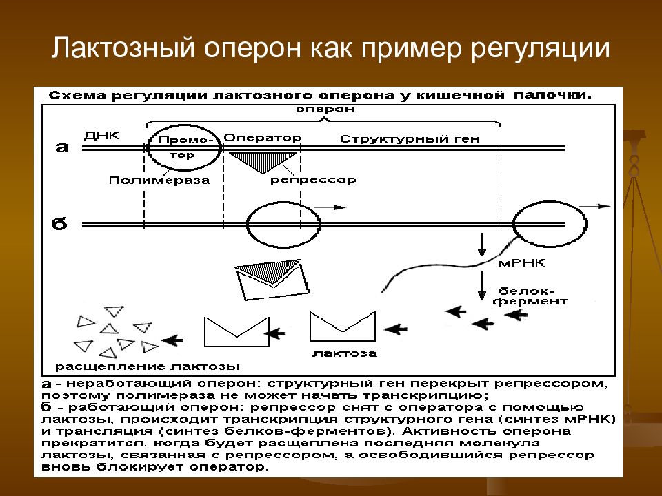 Схема лактозного оперона