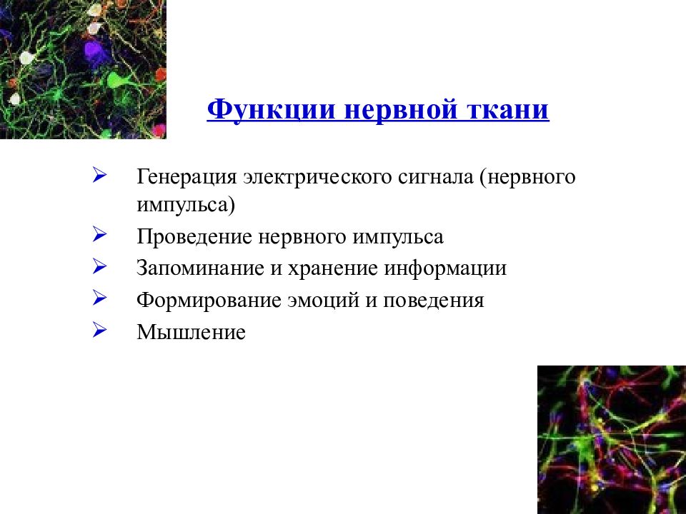 Презентация биохимия нервной системы