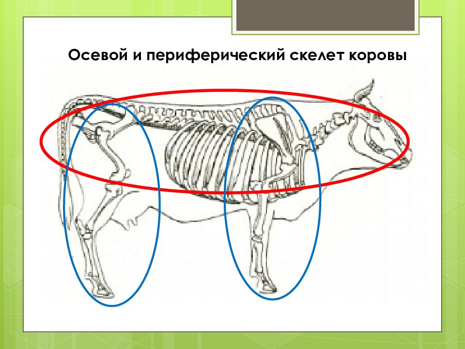 Презентация по анатомии животных