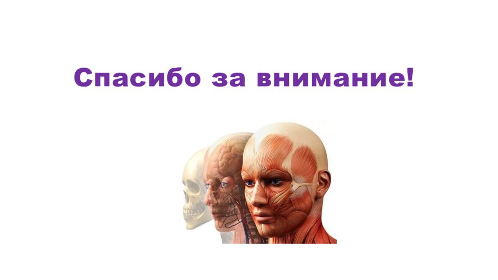 Тело внимания. Спасибо за внимание мышцы. Спасибо за внимание анатомия. Спасибоза ванимание анатомия. Спасибо за внимание анатомия мышцы.