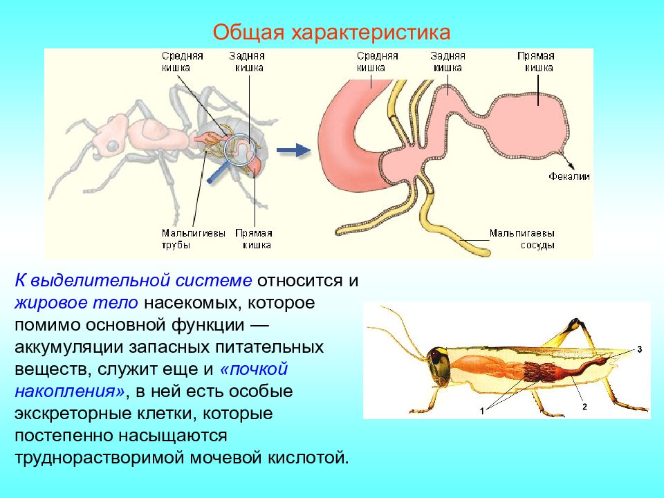 Дыхательная система жука. Выделительная система насекомых. Мальпигиевы сосуды. Жировое тело насекомых. Выделительная система мухи.