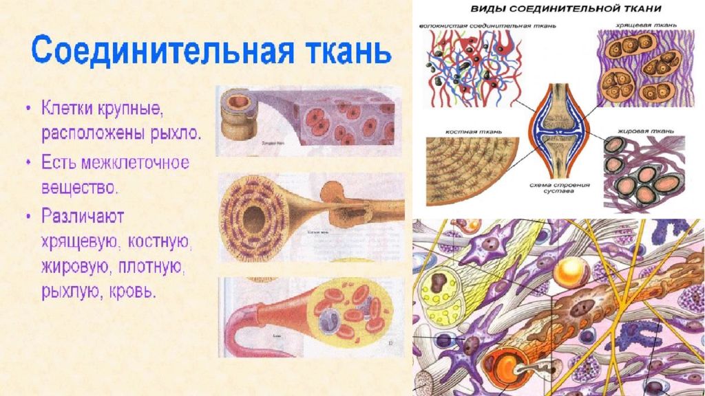 Вид соединительной ткани 4 буквы. Ткани гистология. Специализированные ткани гистология. Клетки соединительной ткани гистология. Скелетные соединительные ткани гистология.