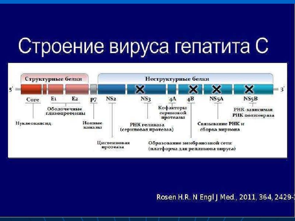 Парентеральные гепатиты презентация