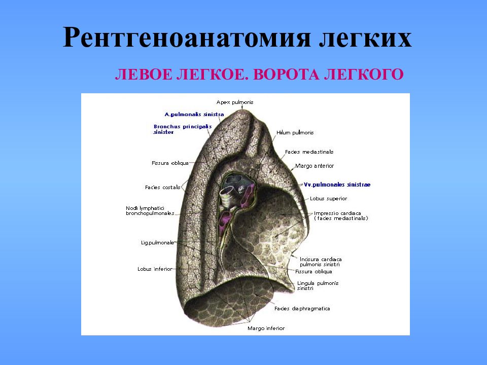 Лучевая диагностика органов дыхания презентация