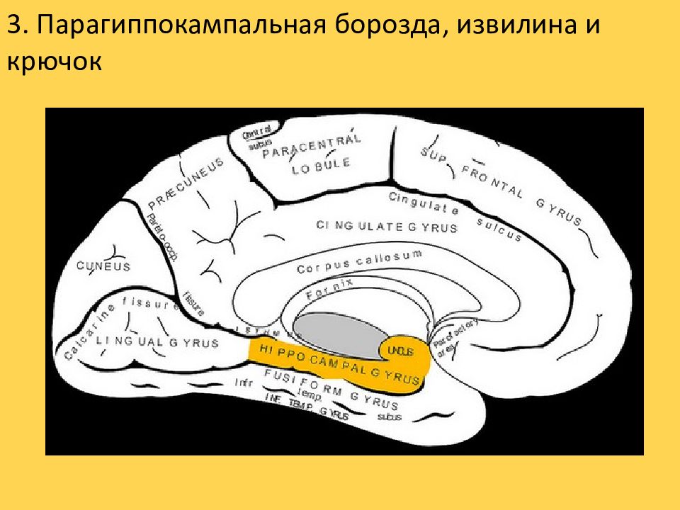 Клин мозга