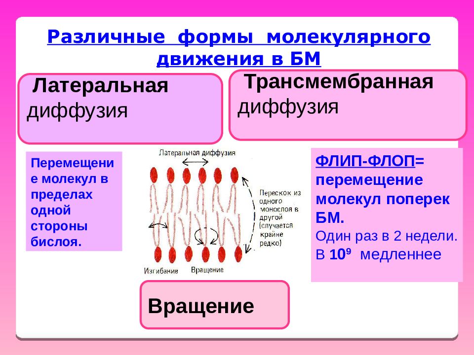 Молекулярная форма. Латеральная диффузия. Латеральная диффузия в мембранах. Диффузия липидных молекул в мембранах латеральная флип флоп. Латеральная диффузия обусловлена.