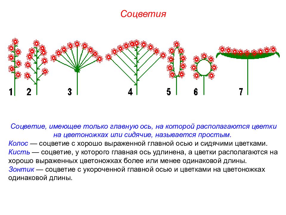 Используя информацию представленную в параграфе составьте схему классификации соцветий цветковых