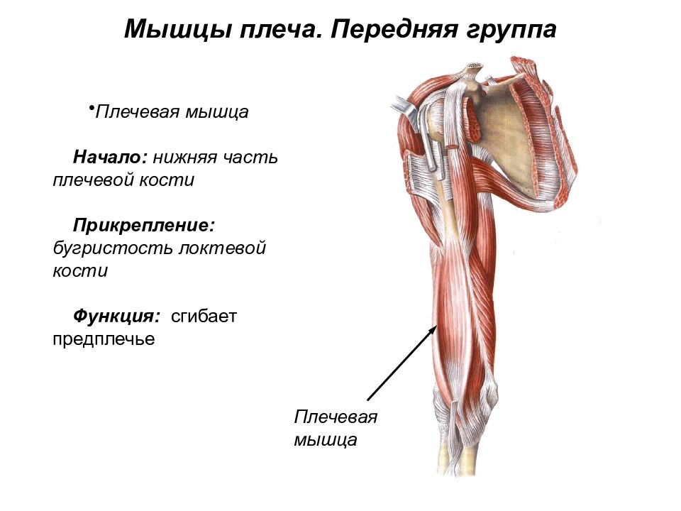 Мышцы плеча анатомия картинки