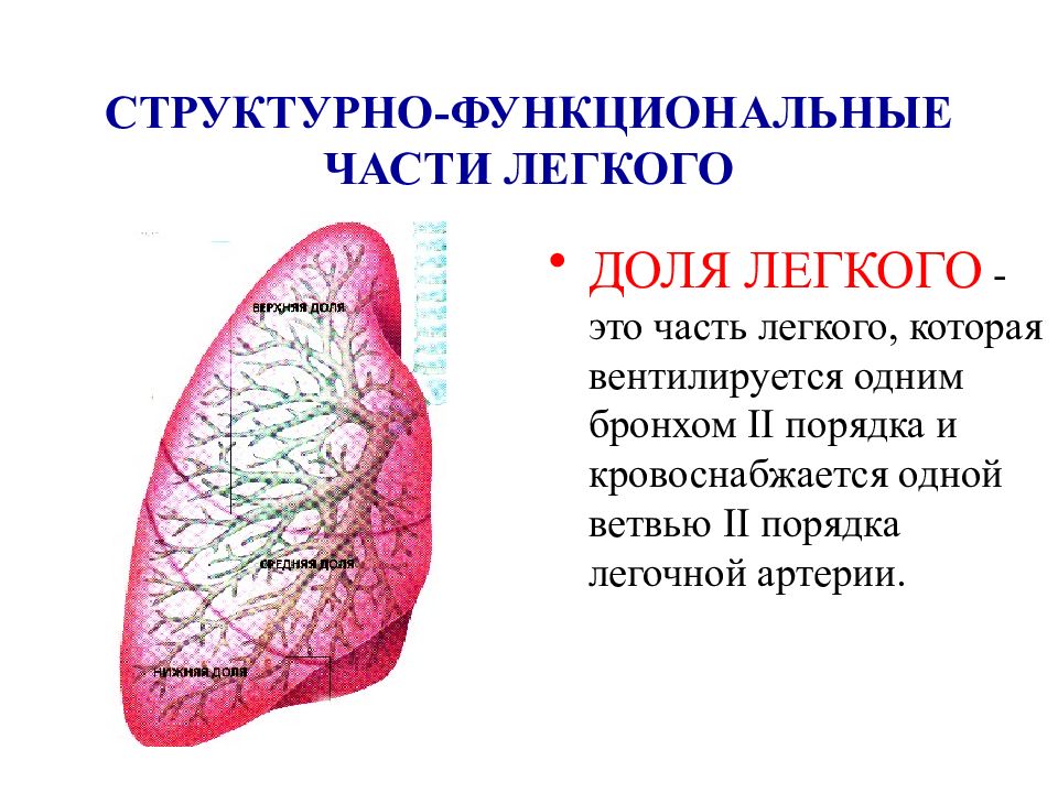 Части легкого. Структурные части легкого. Структурно-функциональная легкого. Укажите структурно-функциональную единицу легкого. Структурная организация легких части легких.