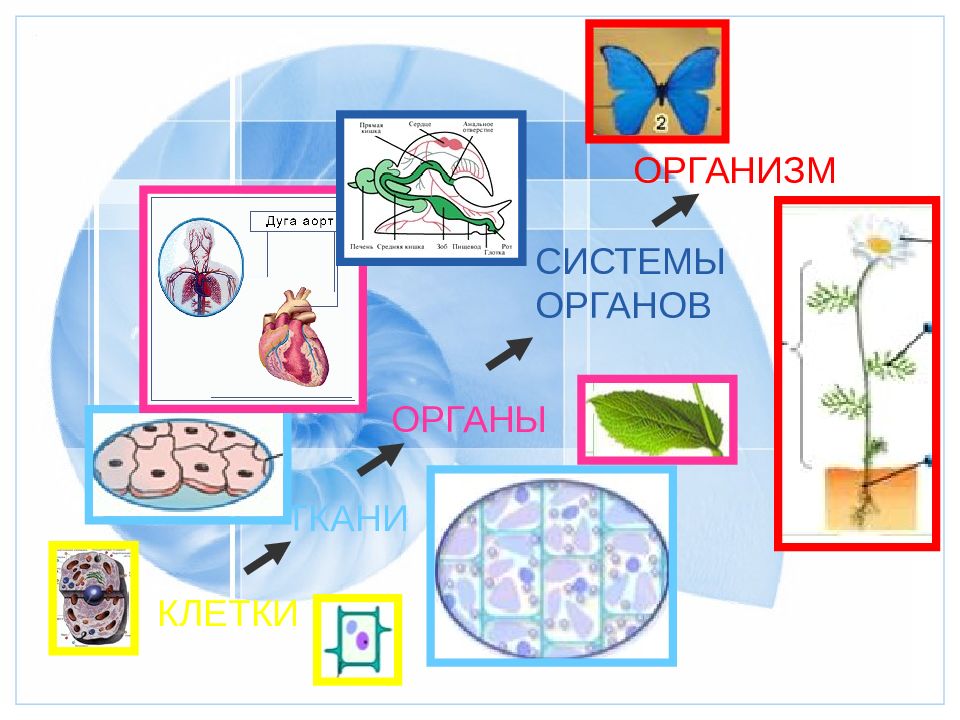 Презентация по биологии 6 класс организм единое целое