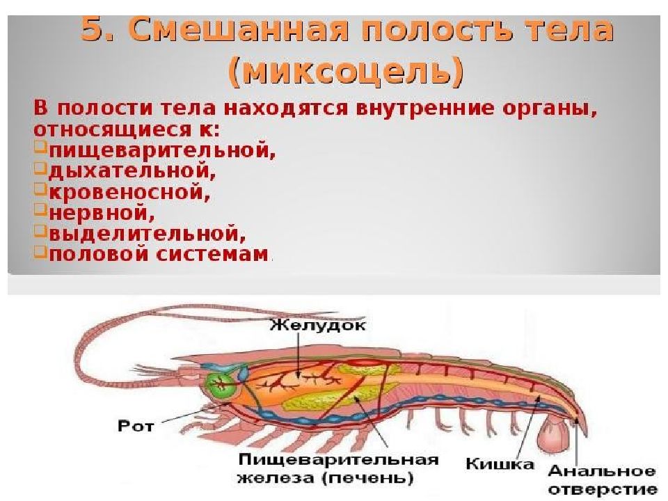 Животное имеющее вторичную полость тела