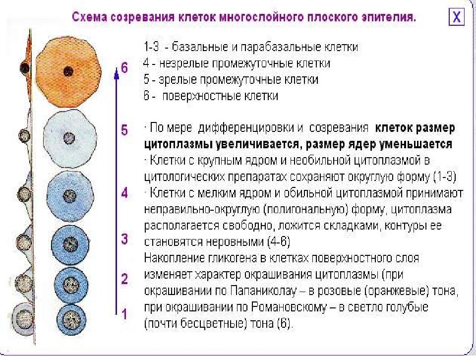 Цитологическая картина реактивных изменений эпителия слизистой оболочки воспалительного типа что это