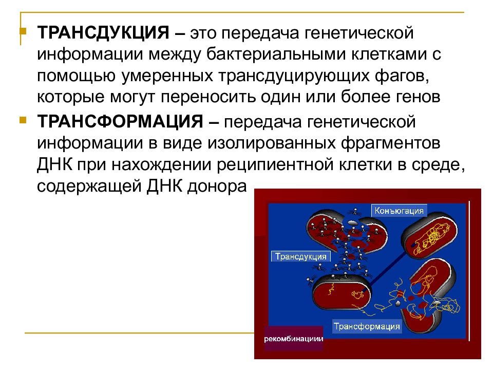 Трансдукция в генетика микроорганизмов. Специфическая трансдукция. Трансдукция у бактерий. Этапы трансдукции.