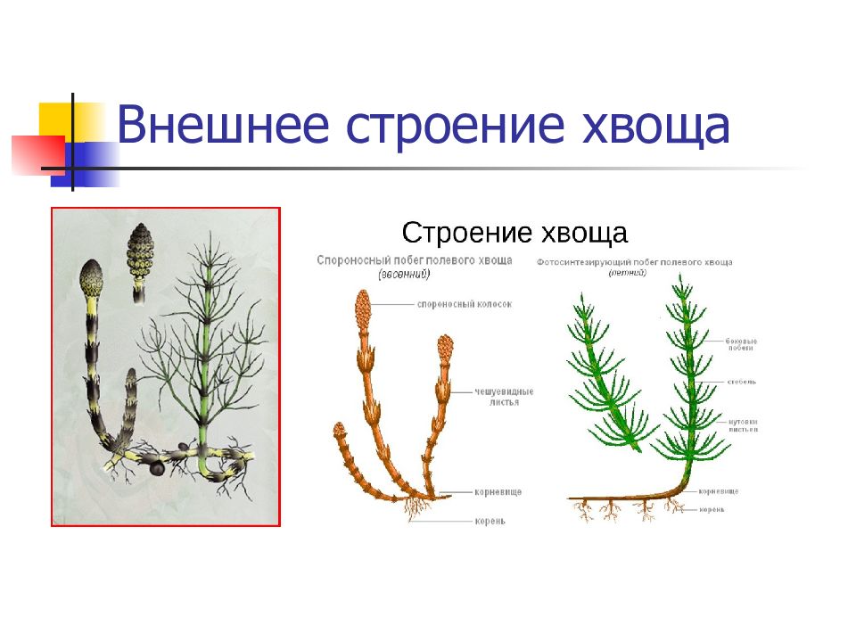Даны изображения плауна годичного и хвоща полевого рассмотри и дополни предложения ответь на вопрос