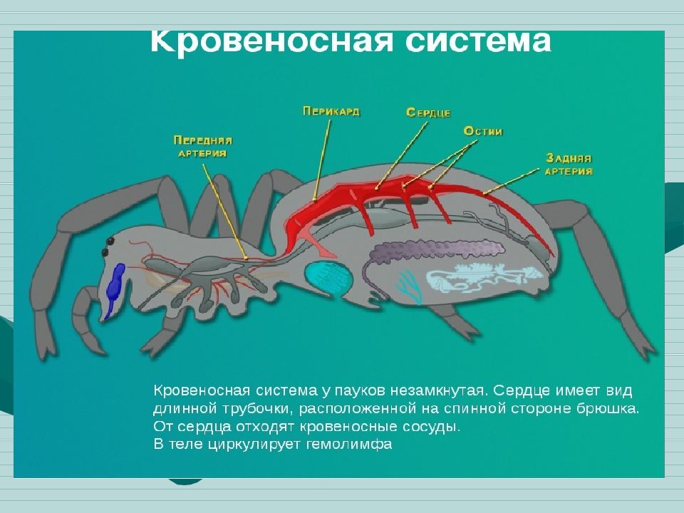 Выделительная система паукообразных