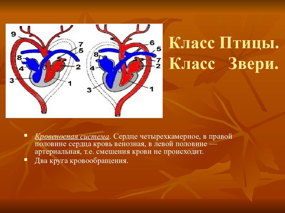 Четырехкамерное сердце. Кровеносная система животных. Четырехкамерное сердце у птиц. Кровеносная система сердца.