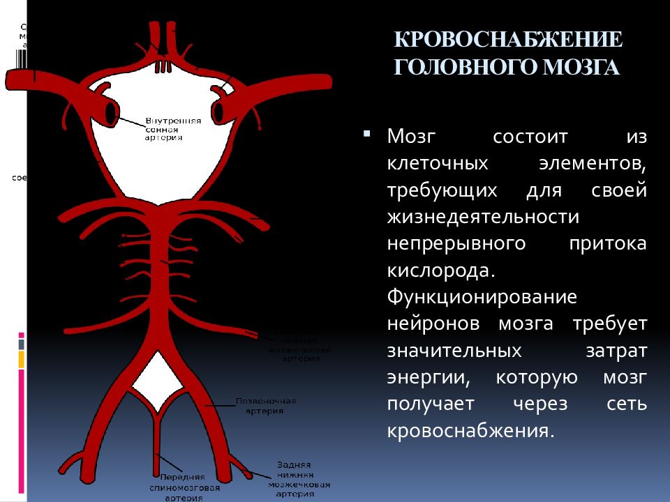 Схема кровоснабжения головного мозга человека