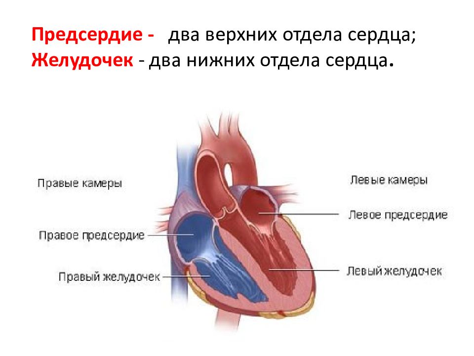 Какие сосуды в левом предсердии. Кровеносная система предсердие желудочек. Отделы сердца. Верхняя камера сердца. Строение левого предсердия сердца человека.