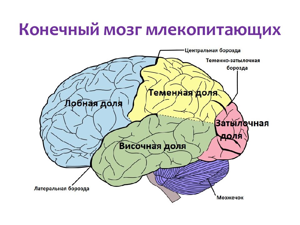 Рисунок зоны коры головного мозга