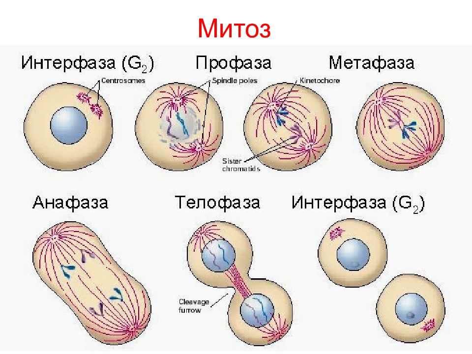 Митоз клетки 9 класс презентация деление клетки