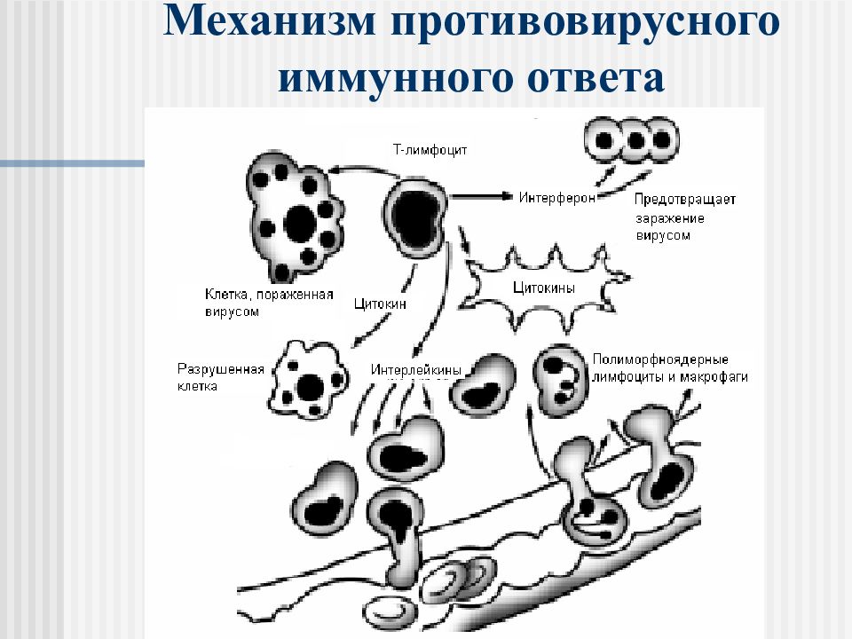 Противовирусный иммунитет иммунология презентация