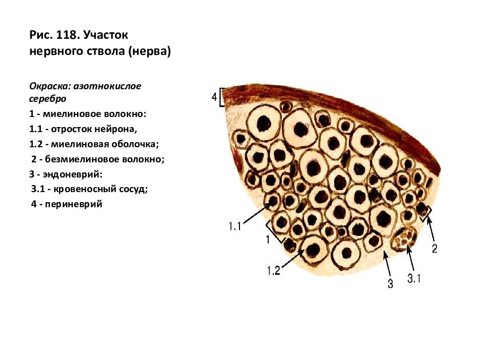 Срез нерва. Поперечный срез миелинового волокна. Миелиновое нервное волокно в поперечном разрезе гистология. Мякотные нервные волокна импрегнация серебром. Периферический нерв импрегнация серебром.