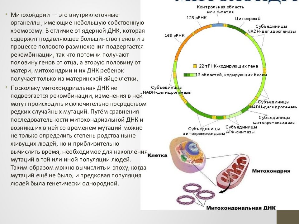 Митохондриальная ева и y хромосомный адам презентация