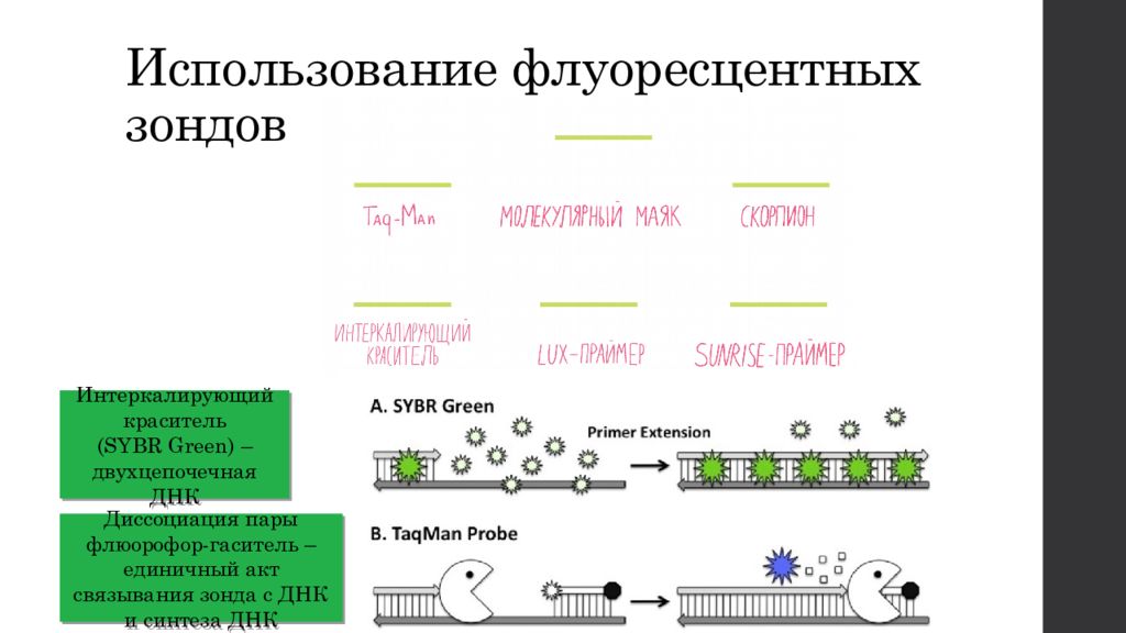 Этапы пцр картинки