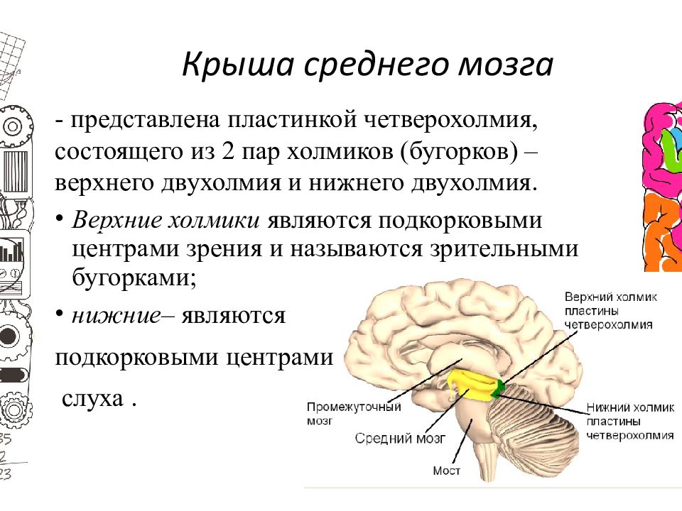 Верхние холмики мозга. Пластинка четверохолмия анатомия. Нижние Бугры четверохолмия ядра. Опухоль в области Нижнего двухолмия среднего мозга. Верхние и нижние Бугры среднего мозга.
