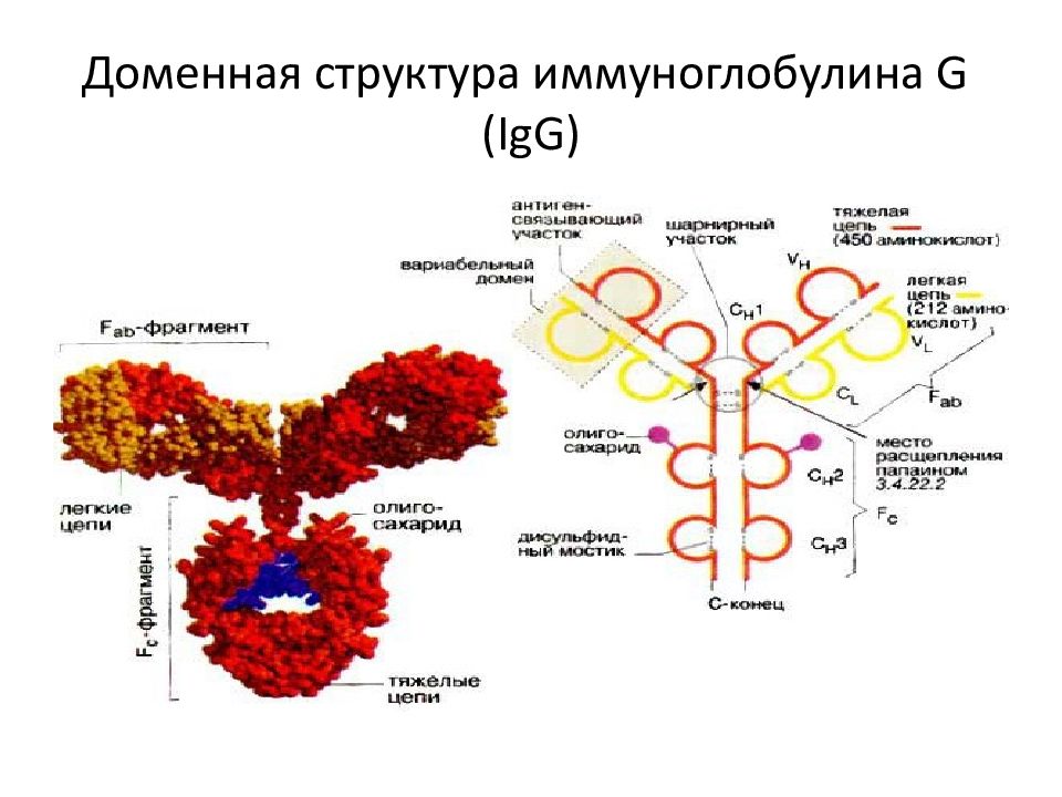Иммуноглобулины температура. Структура иммуноглобулина. Классы иммуноглобулинов схема. Иммуноглобулин класса g строение. Строение молекулы иммуноглобулина микробиология.