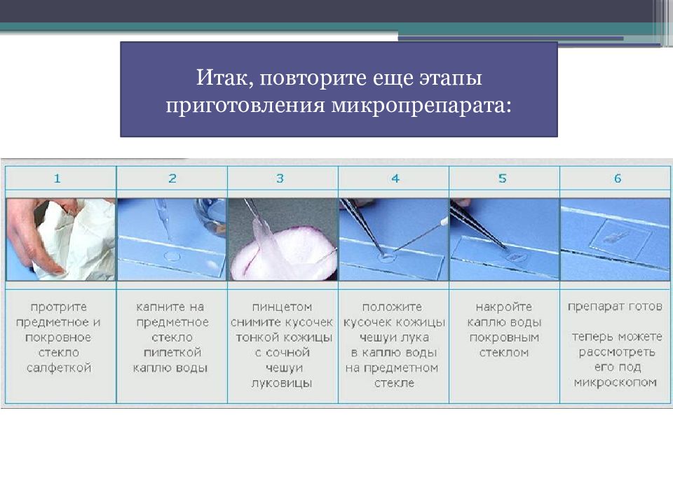 Лабораторная работа изучение микропрепаратов. Приготовления микропрепарата чешуи лука. Приготовления микропрепарата чешуи. Микропрепарата кожицы чешуи лука. Приготовление микропрепарата кожицы чешуи лука.