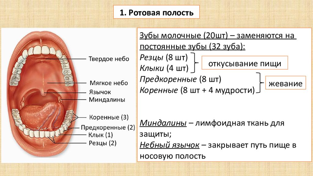 Общий план строения пищеварительной системы пищеварение в ротовой полости