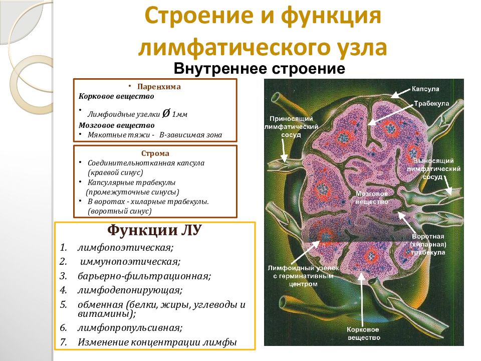 Иммунная и лимфатическая система презентация