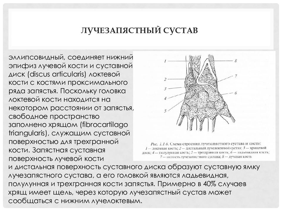 Лучезапястный сустав. Суставная щель лучезапястного сустава. Эллипсовидный сустав лучезапястный сустав. Discus articularis лучезапястного сустава. Характеристика лучезапястного сустава анатомия.